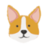 corgi face