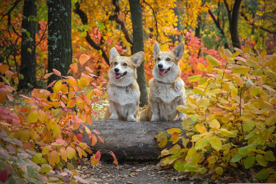 fall corgis