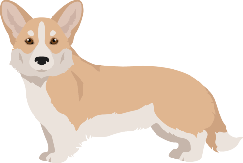 corgi