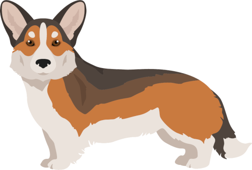 corgi