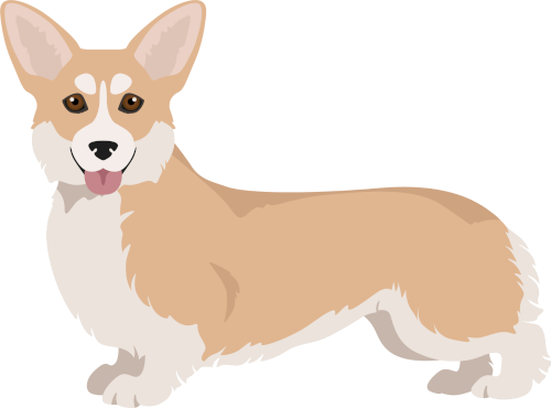 corgi