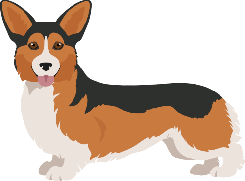 corgi